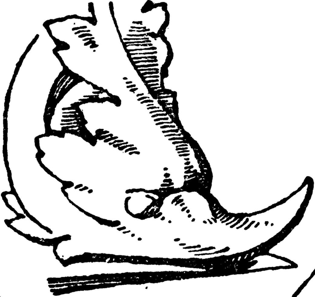 dolfijn hoofd ontwerp is een dier gezicht patroon, wijnoogst gravure. vector