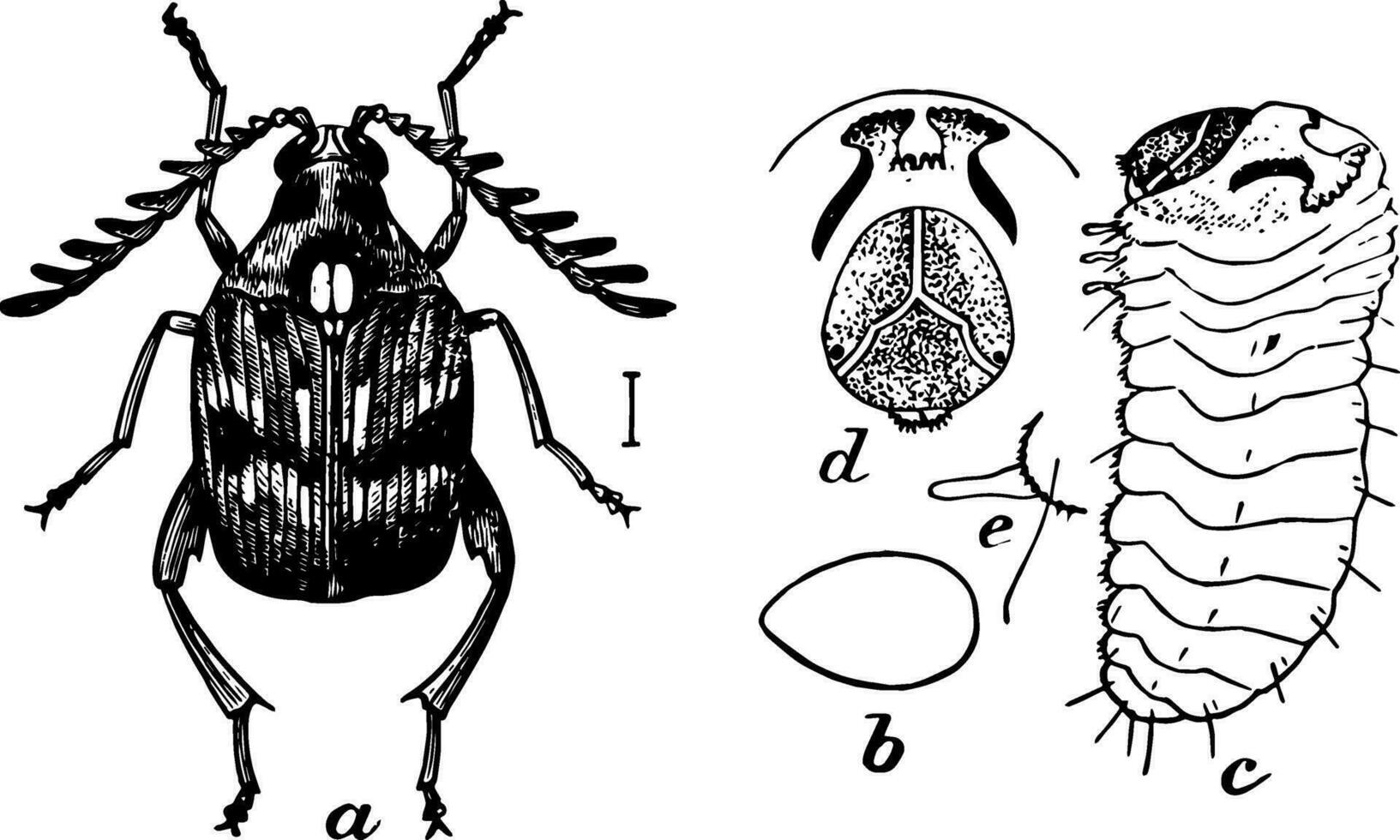 cowpea snuitkever, wijnoogst illustratie. vector