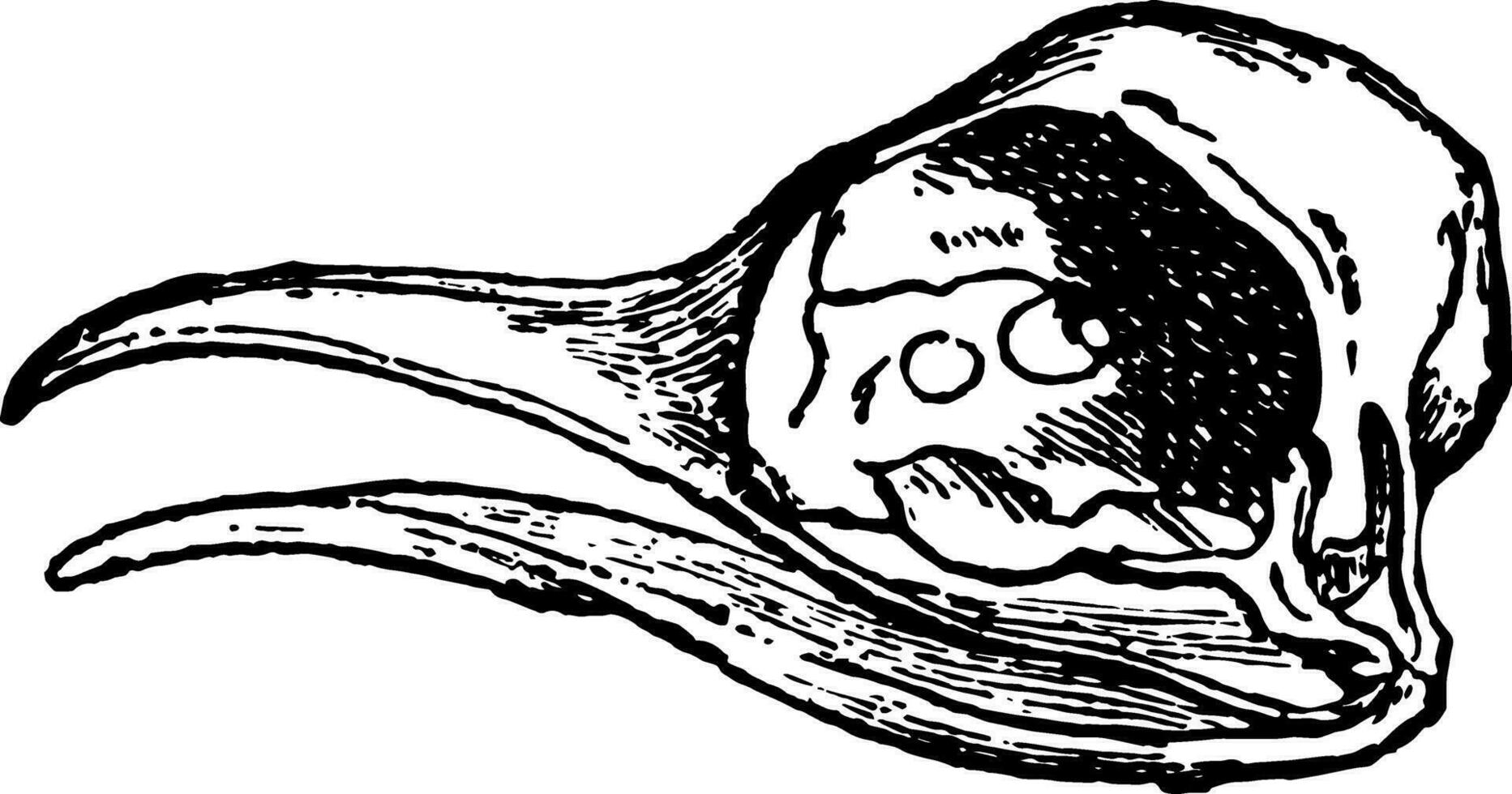 Bill van koekoek, wijnoogst illustratie. vector