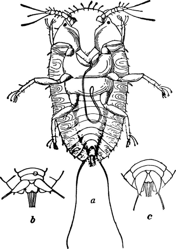 zwart schaal, wijnoogst illustratie. vector