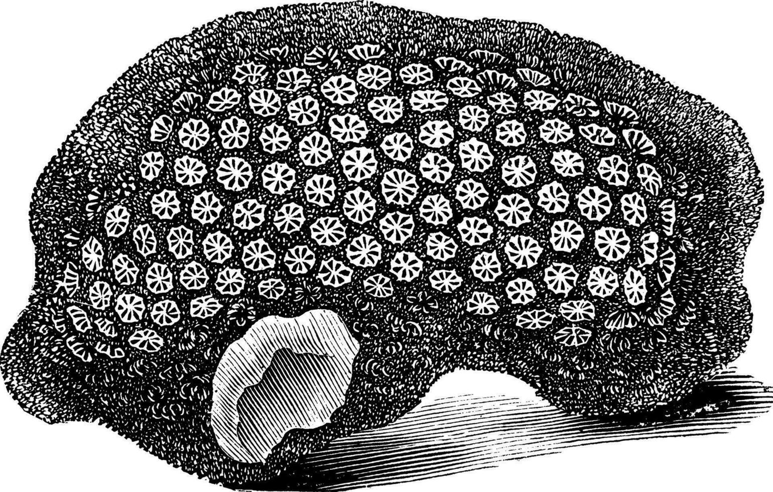 astraea rotulosa, wijnoogst illustratie. vector