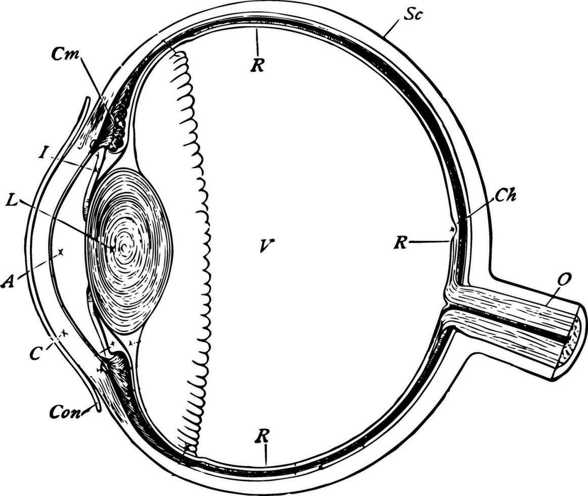 sectie van de oogbol, wijnoogst illustratie. vector