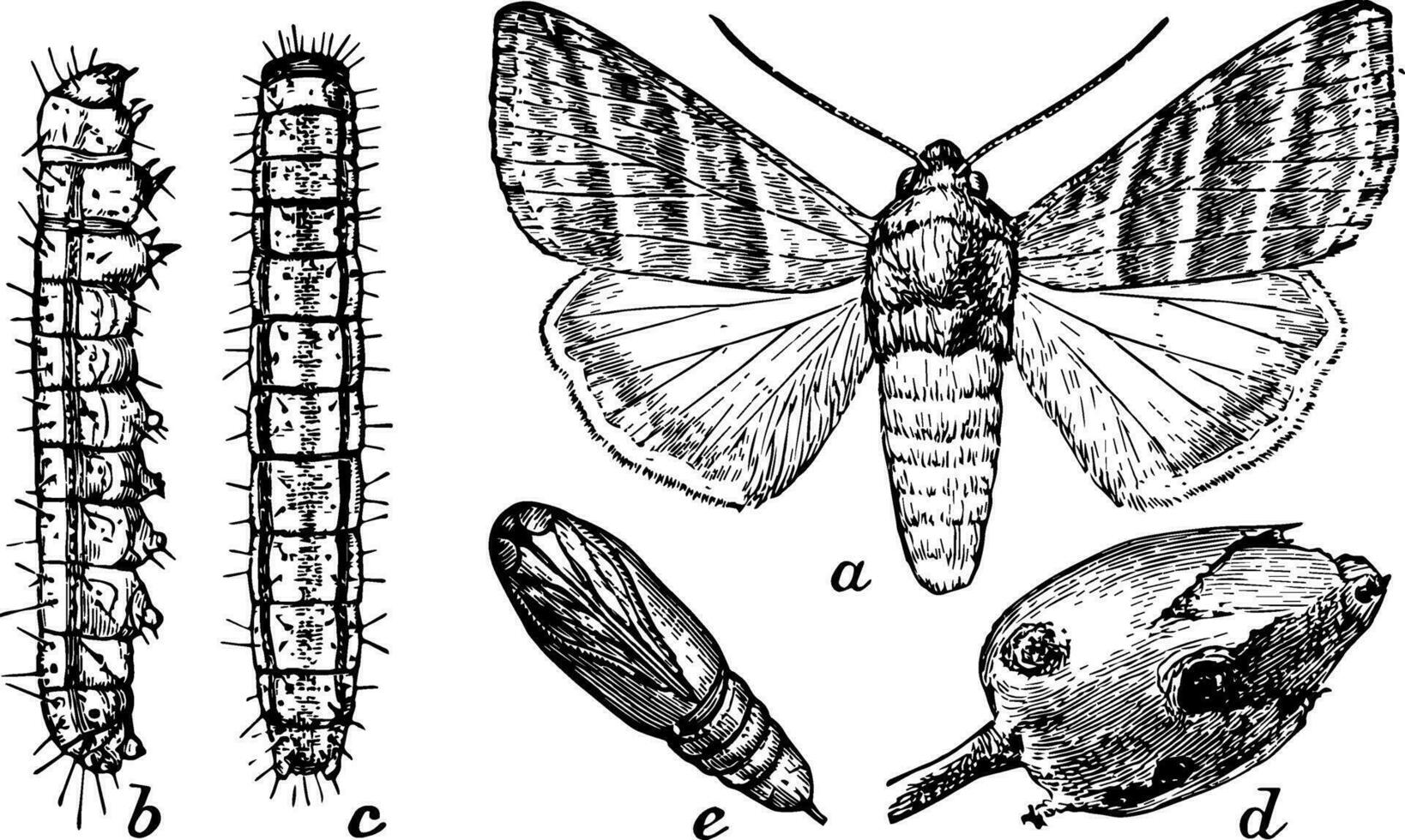 waar knop worm, wijnoogst illustratie. vector