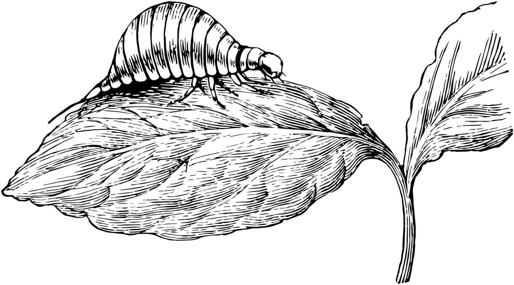 larve van aardappel kever, wijnoogst illustratie. vector