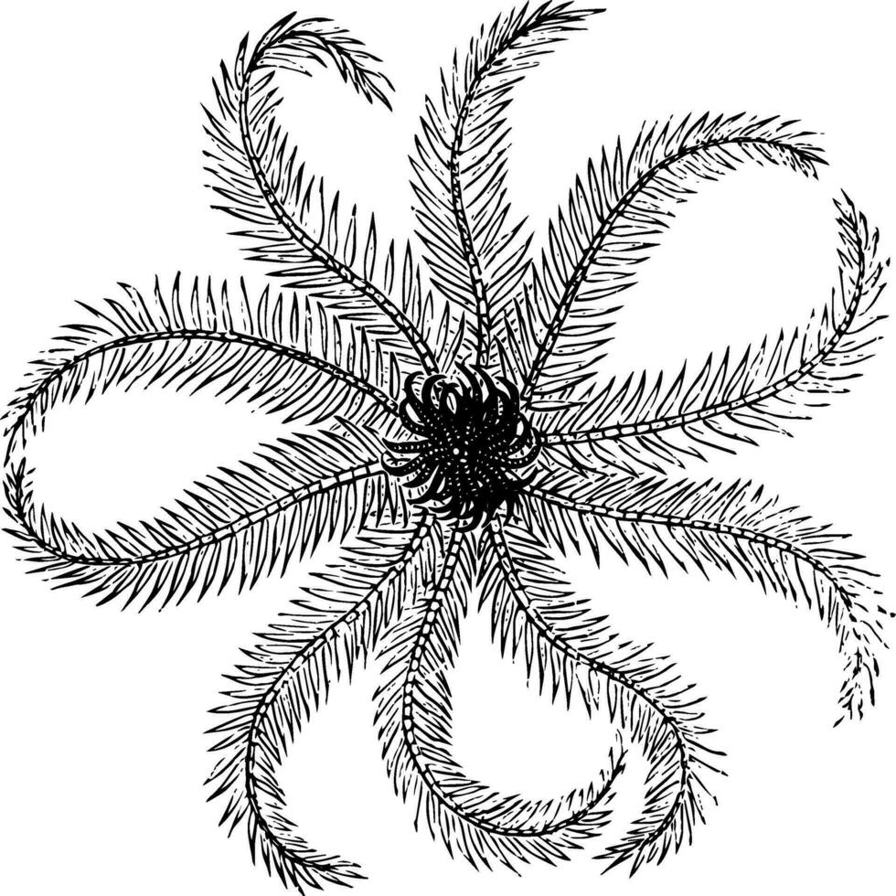 crinoïde, wijnoogst illustratie vector