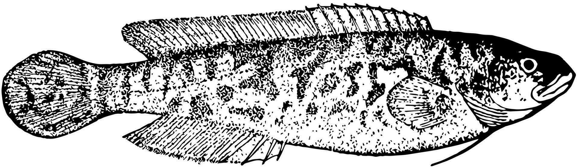 rivier- zwartvis, wijnoogst illustratie. vector