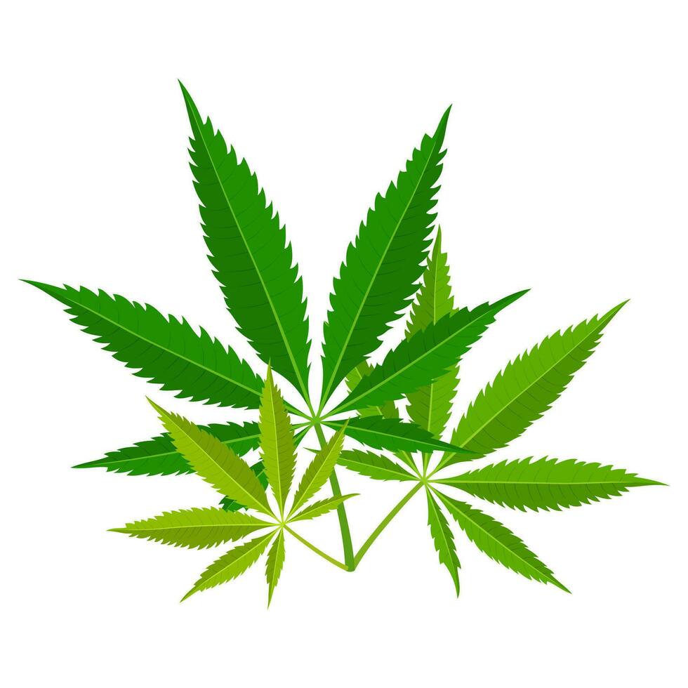 groen marihuana bladeren. medisch hennep plant, kruiden indica sativa. natuurlijk hennep. verslaving rook onkruid verdovende middelen onwettig verdovend. vector illustratie.