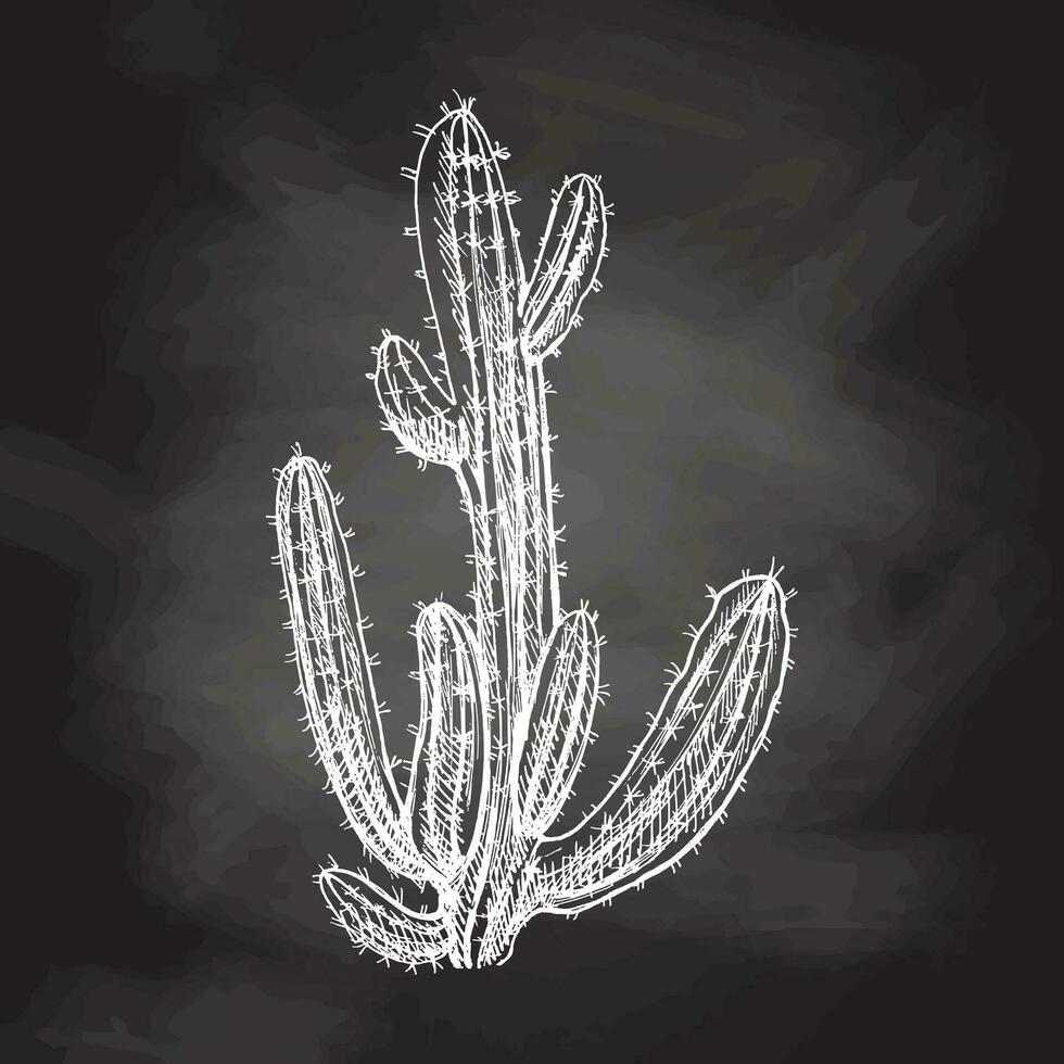 hand getekend vector schetsen van cactus Aan schoolbord achtergrond. wijnoogst illustratie. element voor de ontwerp van etiketten. monochroom tekening. de natuur van Mexico. Latijns Amerika.