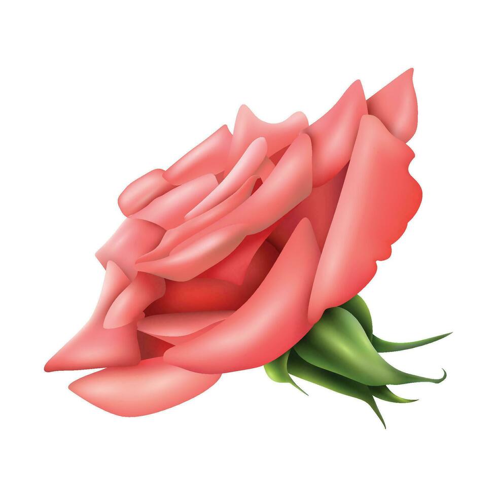 vector groot roze roos Aan wit achtergrond