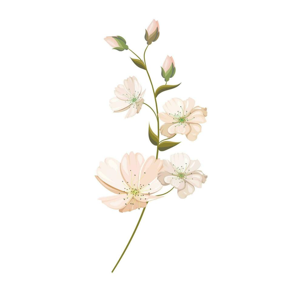 vector perzik bloem van pomona italiana illustratie