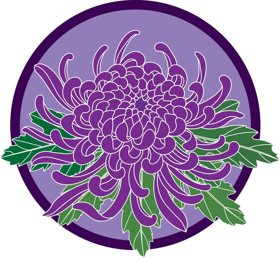 illustratie van chrysant bloem met blad Aan paars cirkel achtergrond. vector