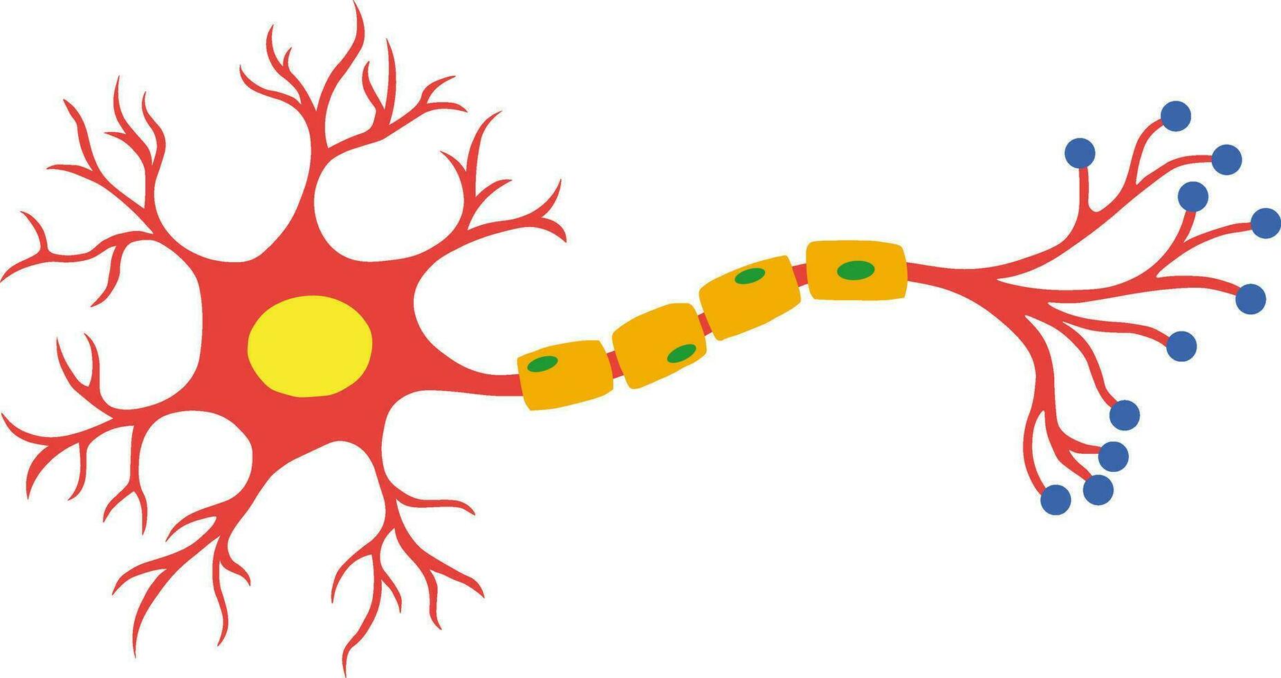 gemyeliniseerd neuron in cel anatomie icoon vector