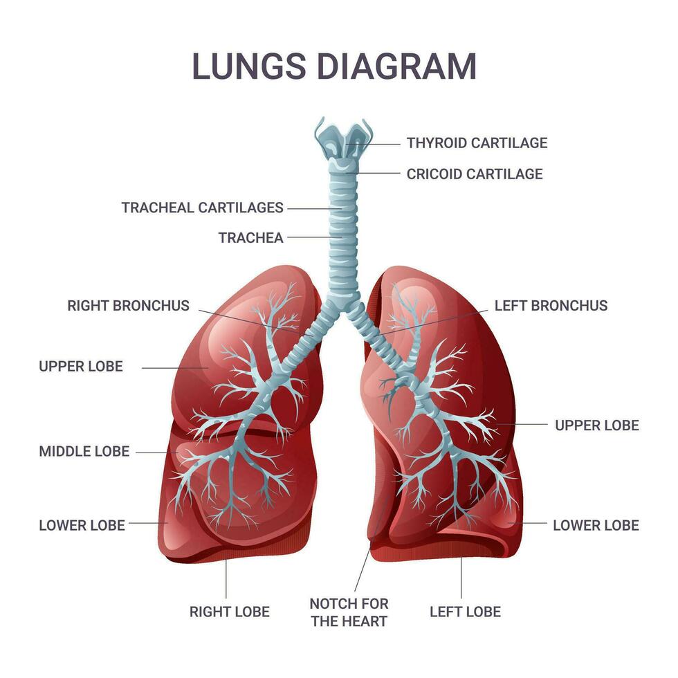 longen medisch leerzaam diagram. vector illustratie