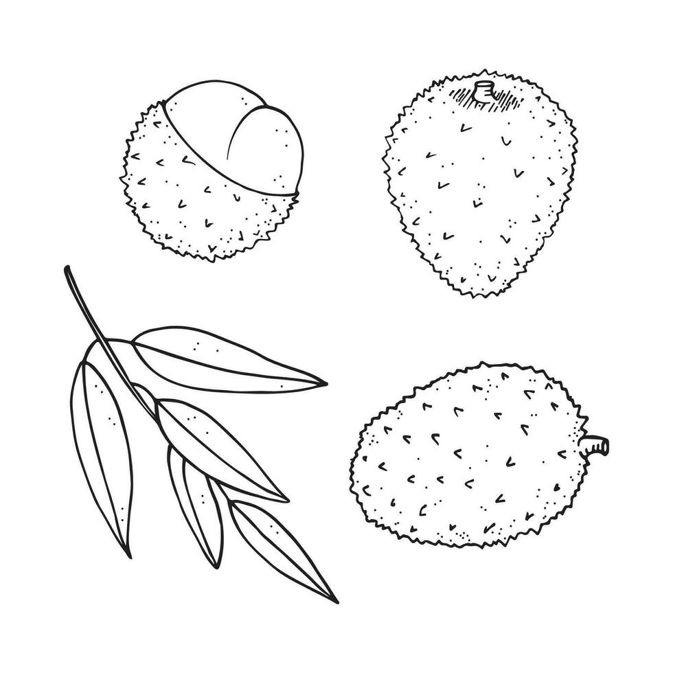 lychee reeks hand- getrokken vector illustratie met lychee boom vruchten. tropisch sappig fruit ramboetan, gezond voedsel en drankjes. litchi gegraveerde tekening voor afdrukken, label, papier, sjabloon, logo, ontwerp, kaart