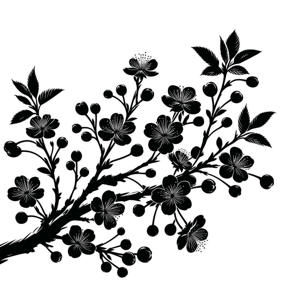 silhouet van kers bloemen in klein clusters Aan een kers boom Afdeling Aan wit achtergrond vector