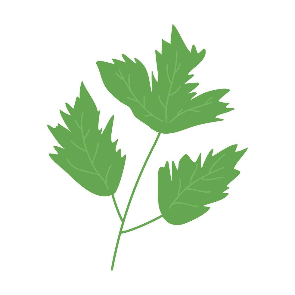 groen peterselie blad Koken kruiden illustratie vector