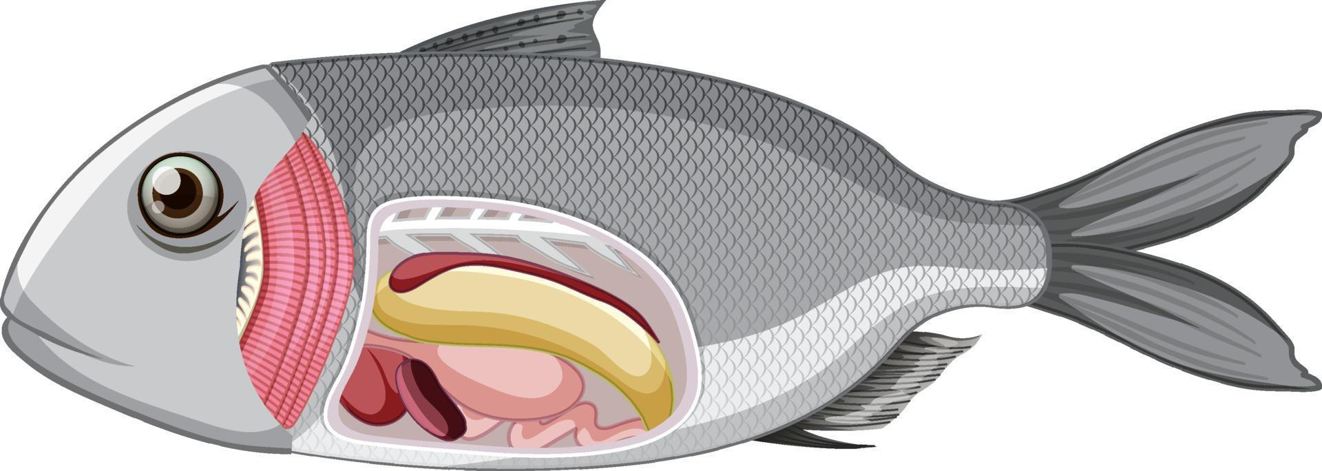 een anatomie van vissen op een witte achtergrond vector