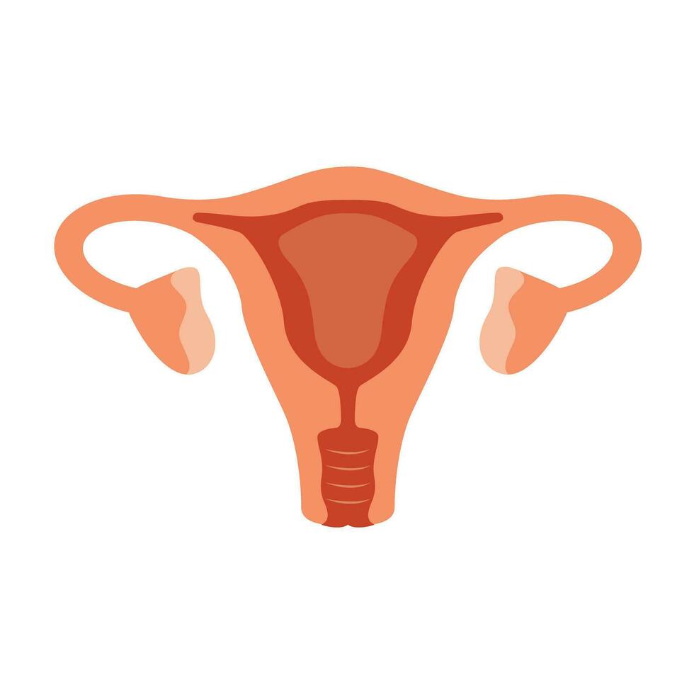baarmoeder. vrouw voortplantings- Gezondheid illustratie. gynaecologie. anatomie vector illustratie