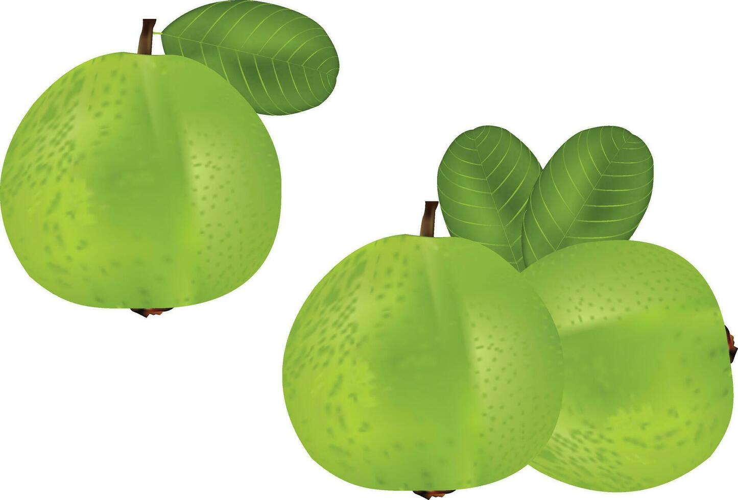 illustratie van guava vector ontwerp Aan een wit achtergrond Aan een