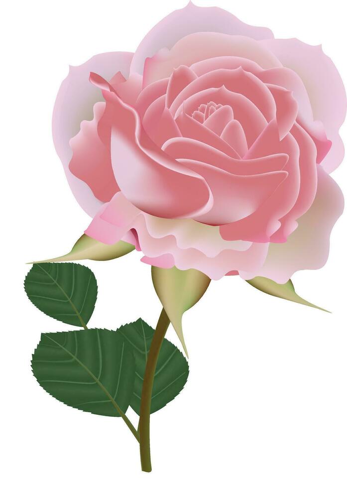 illustratie van roos vector ontwerp Aan een wit achtergrond