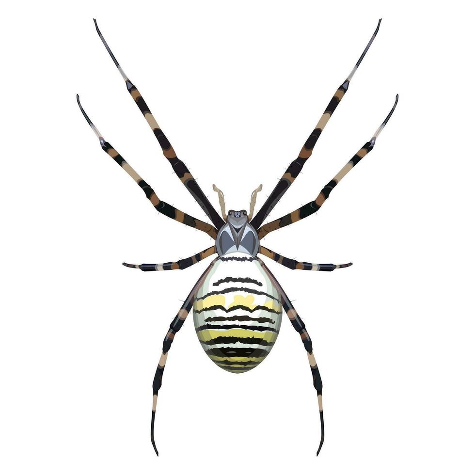 insect, geleedpotige, spinachtige, argiope brunnich, tijger spin detailopname Aan een wit achtergrond vector