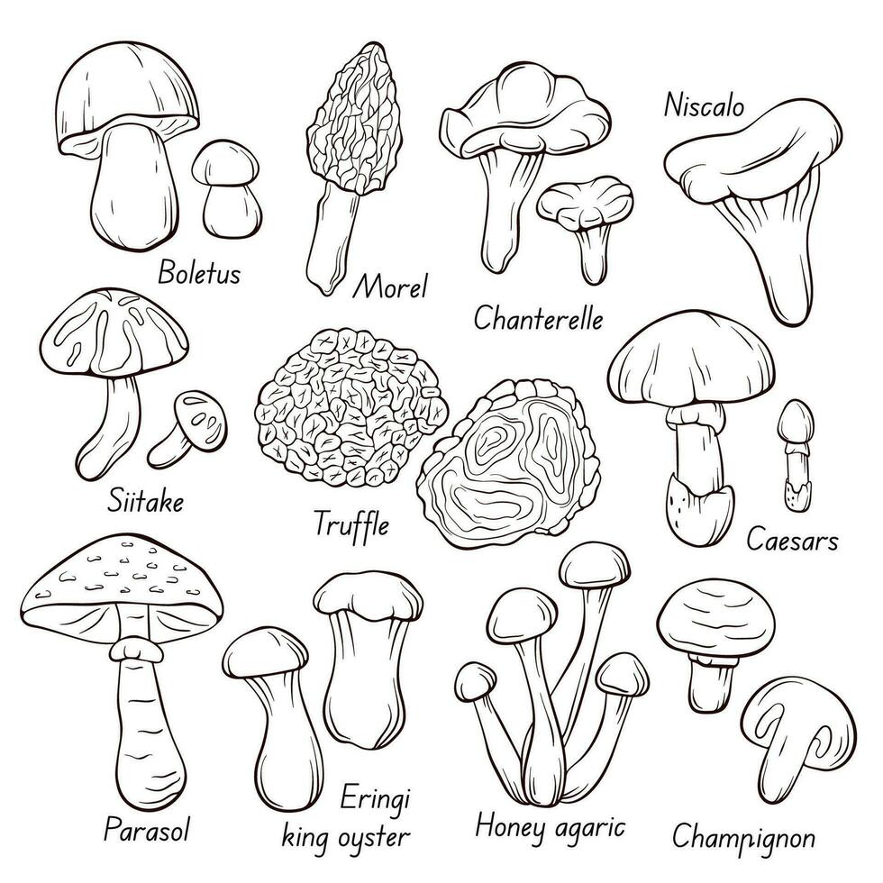 eetbaar champignons verzameling in lijn kunst stijl. hand- getrokken voedsel tekening. Woud planten schetsen. perfect voor recept, menu, label, icoon, verpakking. vector illustratie geïsoleerd Aan een wit achtergrond.