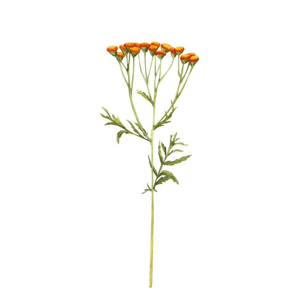 geel boerenwormkruid, veld- bloemen, waterverf vector tekening wild planten Bij wit achtergrond, bloeiend weide. hand- getrokken botanisch illustratie