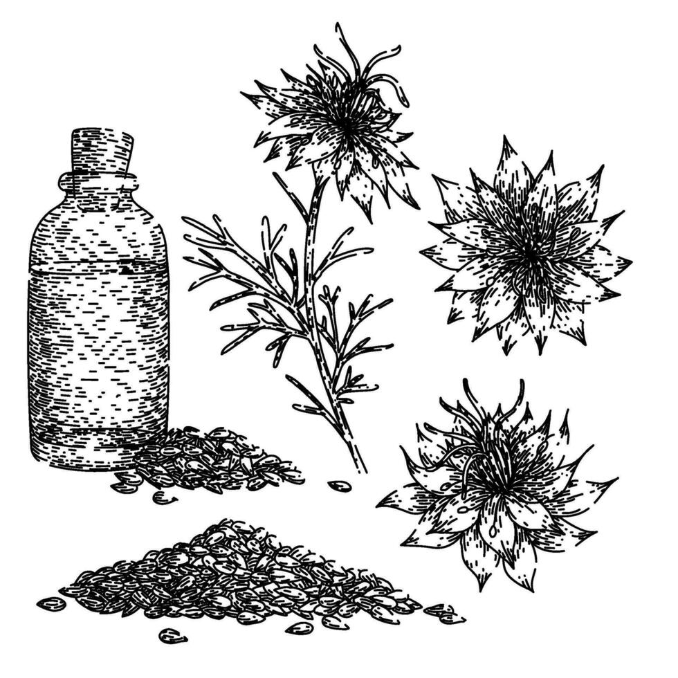 nigella sativa reeks schetsen hand- getrokken vector