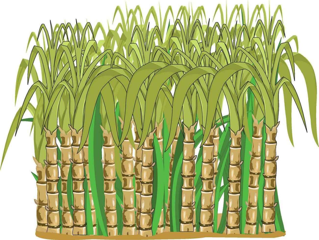 suikerstok planten geïsoleerd Aan wit achtergrond vector