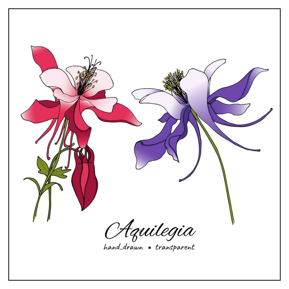 hand- getrokken aquilegia bloemen. gekleurde schetsen van akelei bloemen voor plantkunde boeken, Lidwoord, ontwerp, decoratie. vector