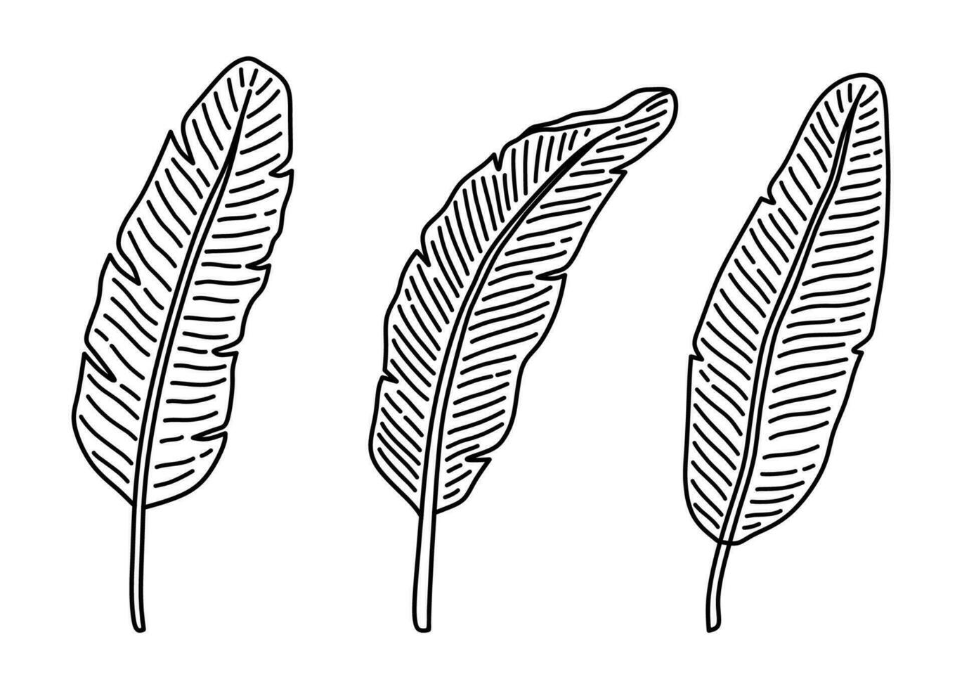tropisch banaan bladeren geïsoleerd Aan wit achtergrond. vector hand getekend illustratie in tekening stijl. perfect voor logo, kaarten, decoraties, divers ontwerpen. botanisch clip art.