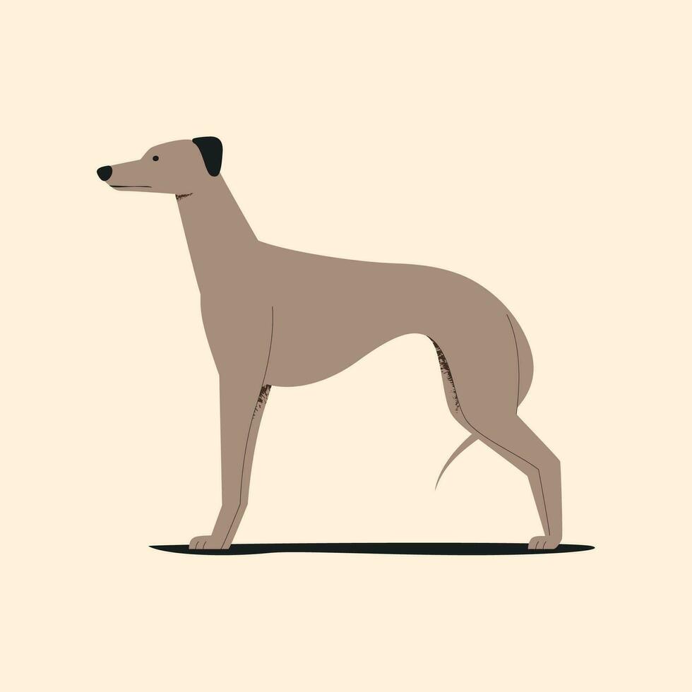 whippet hond. vector illustratie in vlak stijl voor ontwerp.