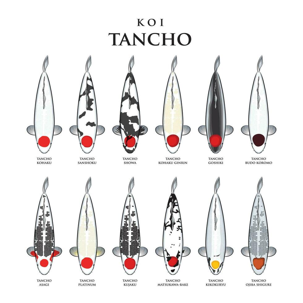 vector 12 types van koi tanjo vis