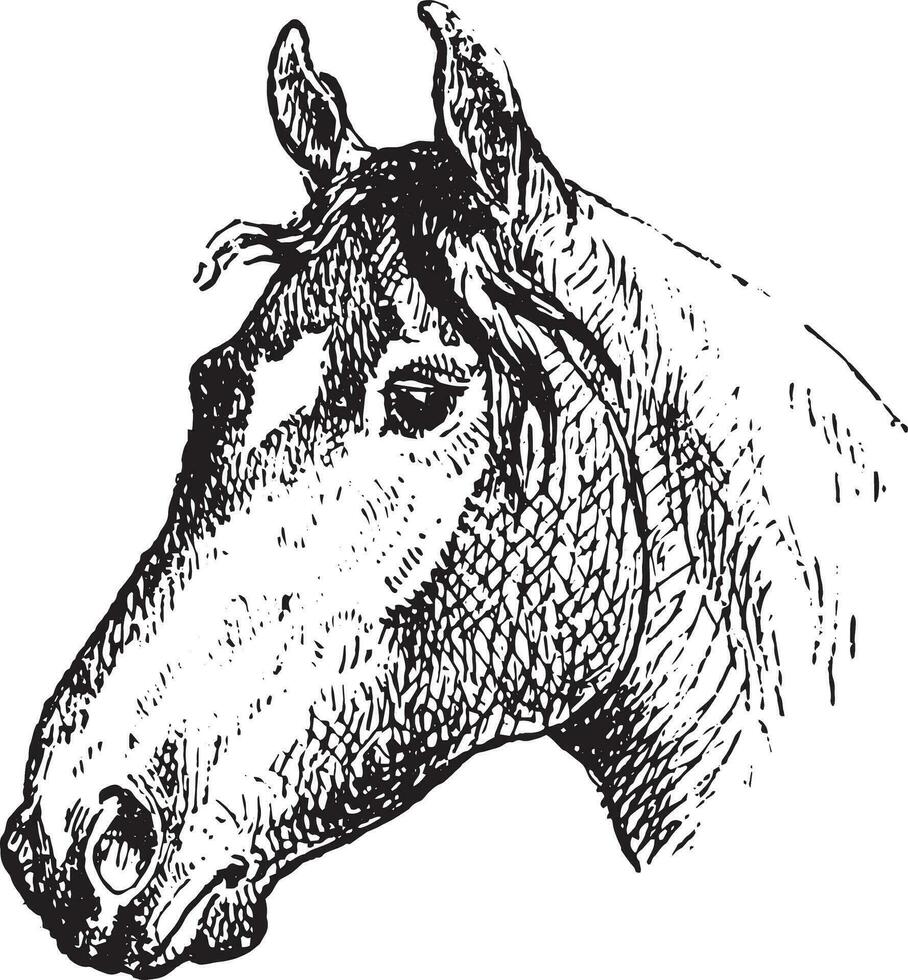 paard hoofd klem kunst vector