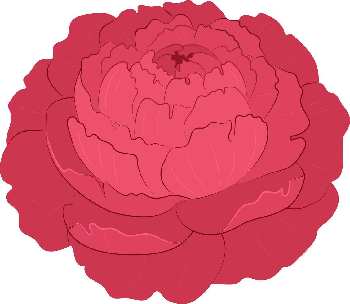 roze pioen bloem. herfst bloemen. botanisch illustratie. vector
