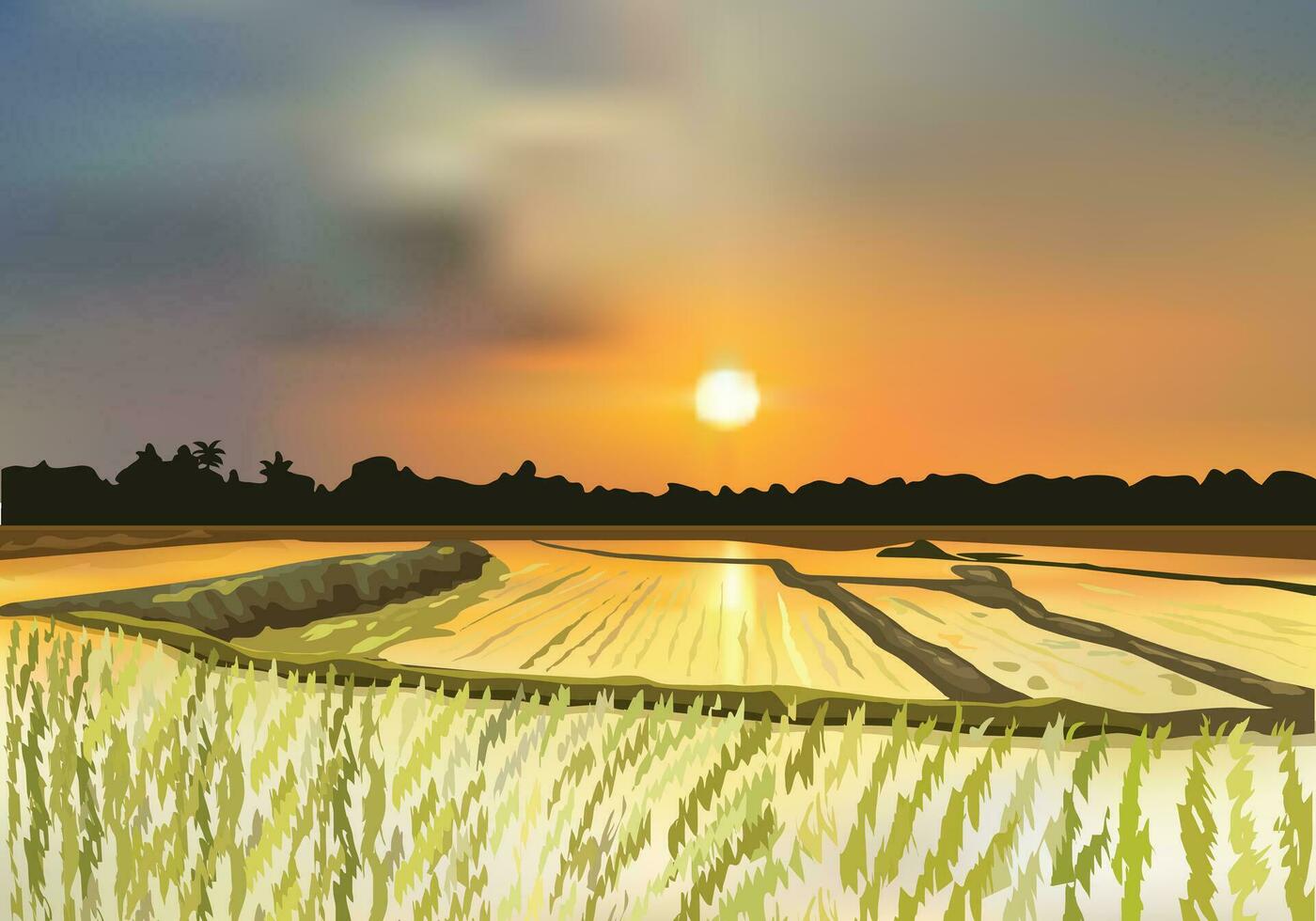 rijstveld zaad fabriek landschap vector met zonsondergang.
