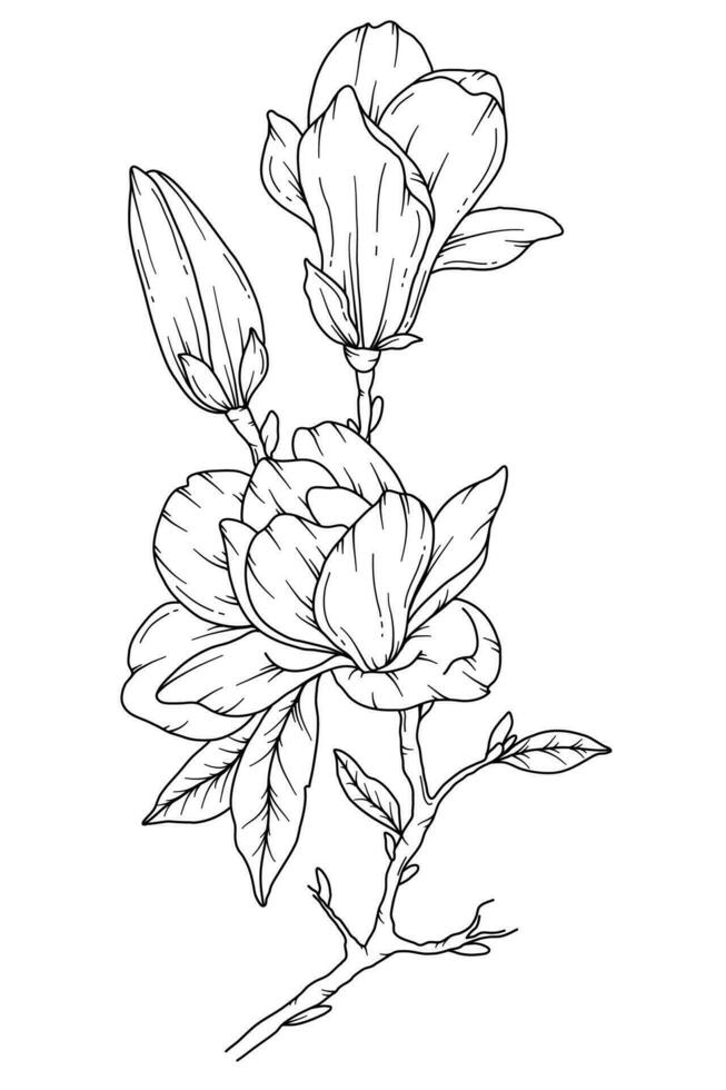 magnolia lijn tekening. zwart en wit bloemen boeketten. bloem kleur bladzijde. bloemen lijn kunst. prima lijn magnolia illustratie. hand- getrokken bloemen. botanisch kleuren. bruiloft uitnodiging bloemen vector