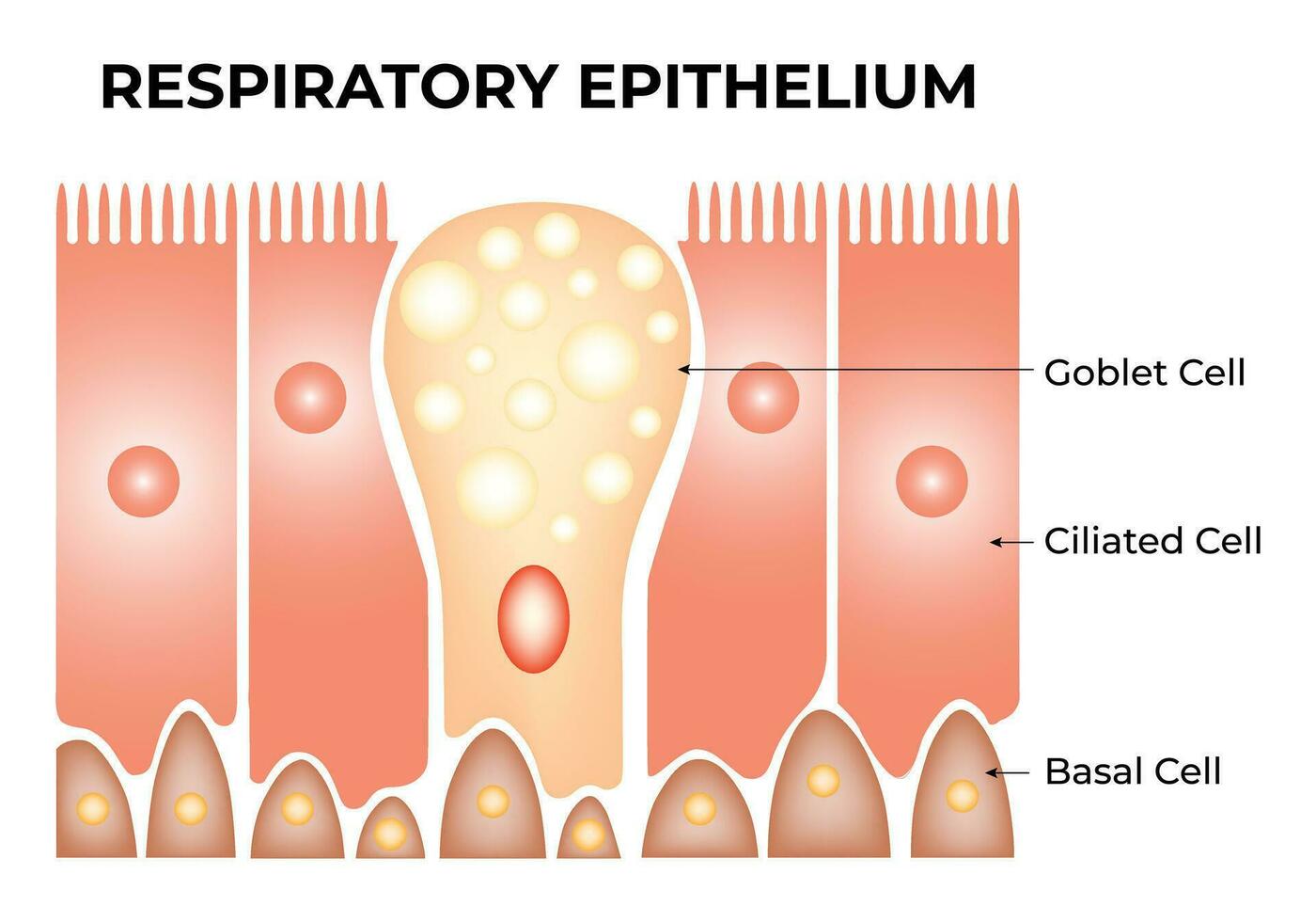 ademhalings epitheel wetenschap ontwerp vector illustratie diagram