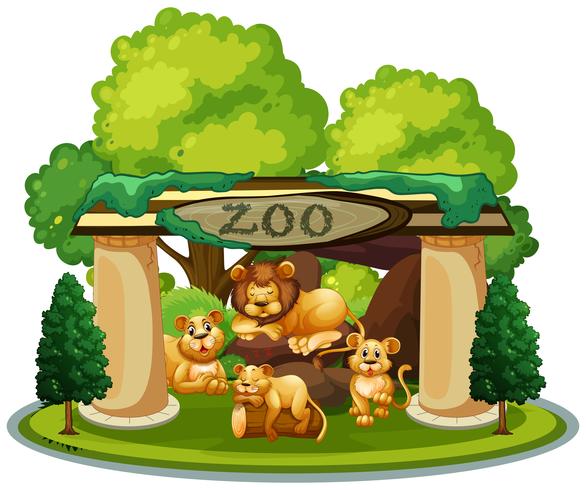 Een familie van leeuwen in de dierentuin vector