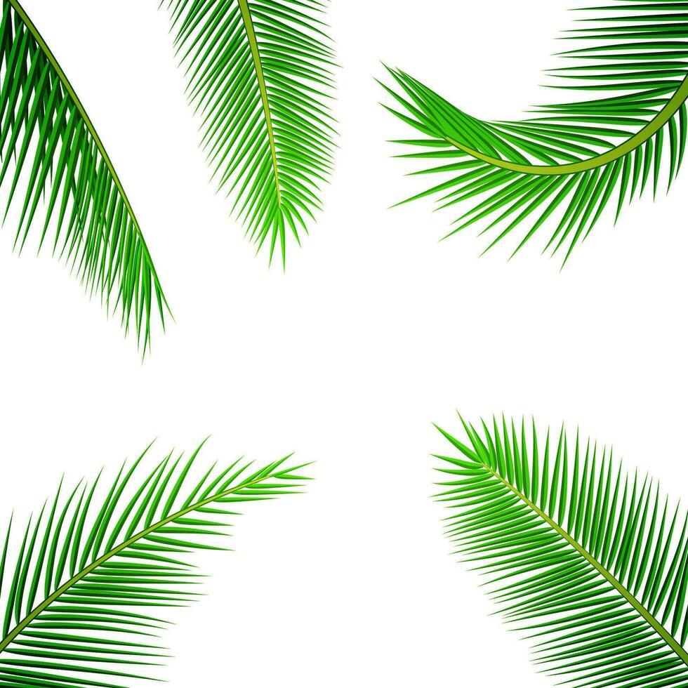 palm bladeren achtergrond. vector