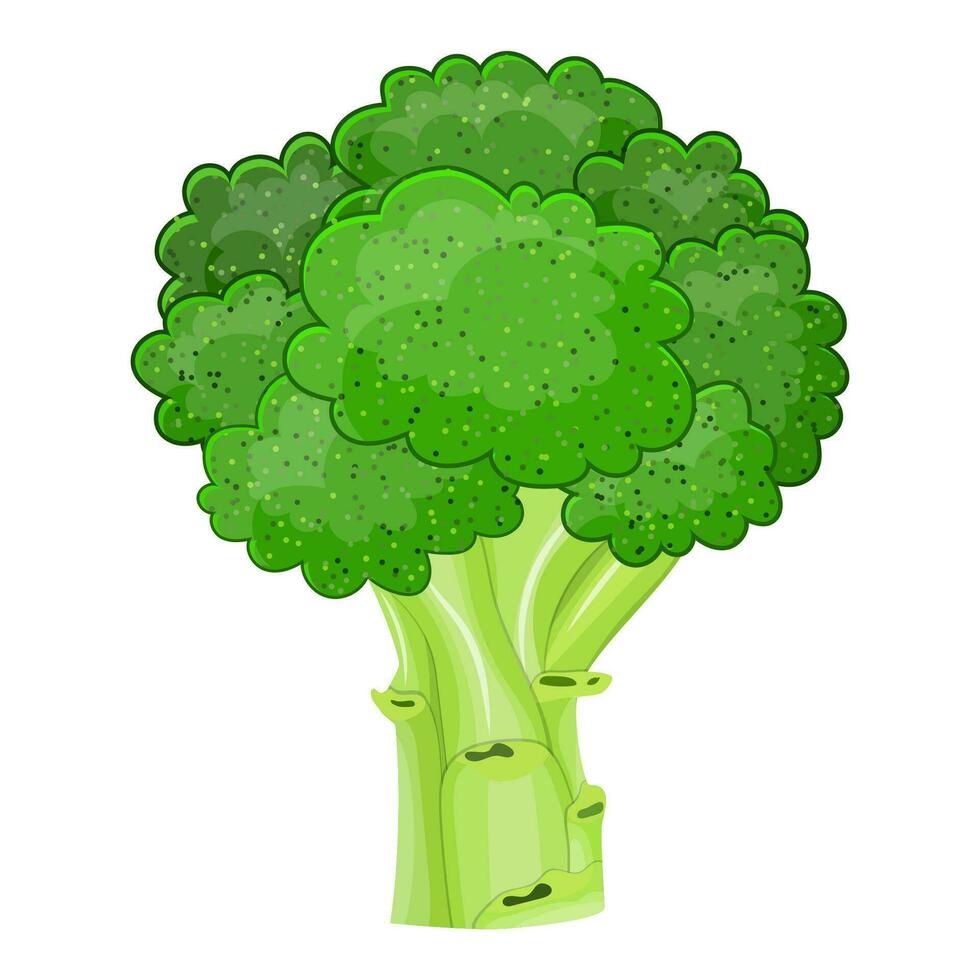 vers groente broccoli geïsoleerd icoon vector