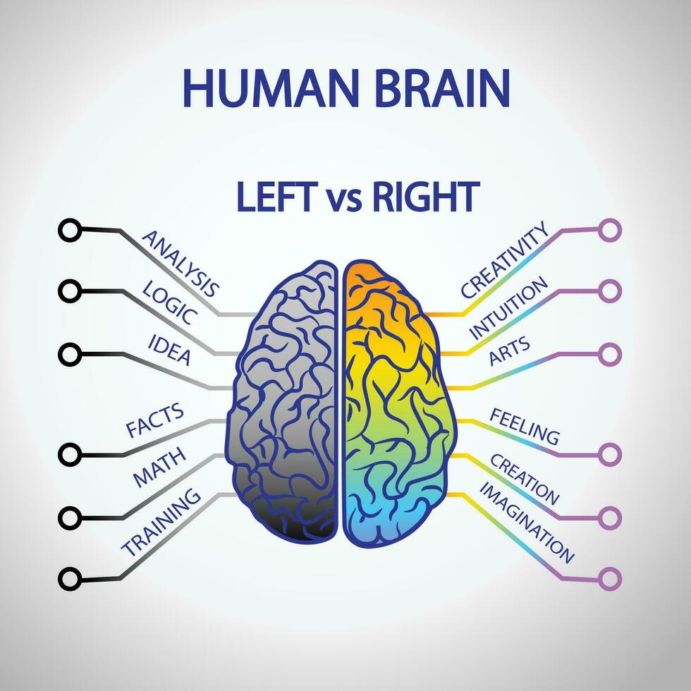 menselijk hersenen anatomie met links en Rechtsaf functie vector