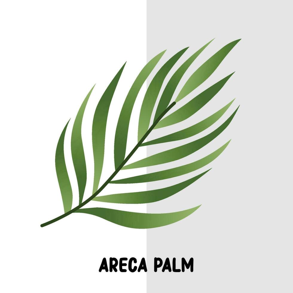 tropisch blad vector areca palm