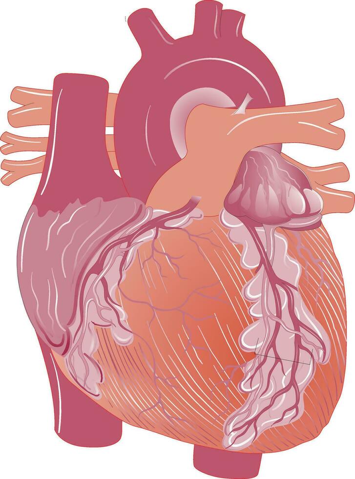 structuur van menselijk hart illustratie vector