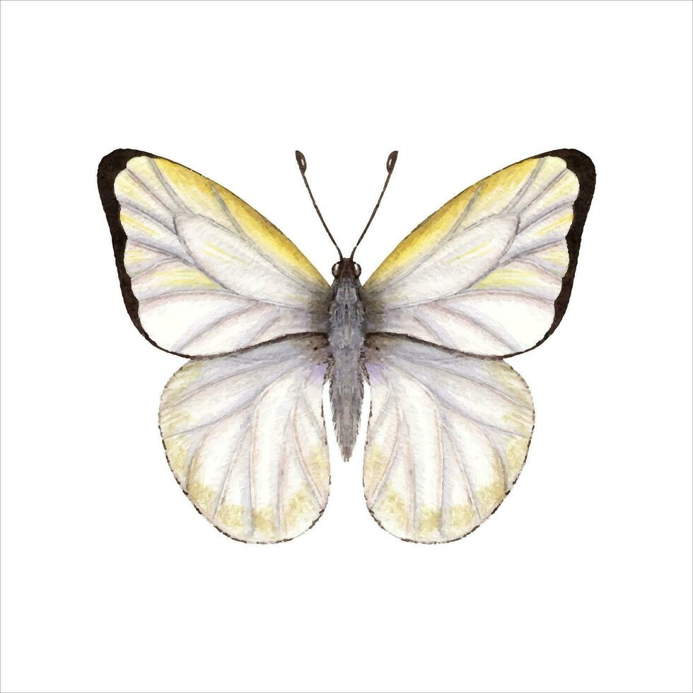 waterverf kool vlinder. wit vlinder met gevouwen Vleugels. waterverf illustratie vector