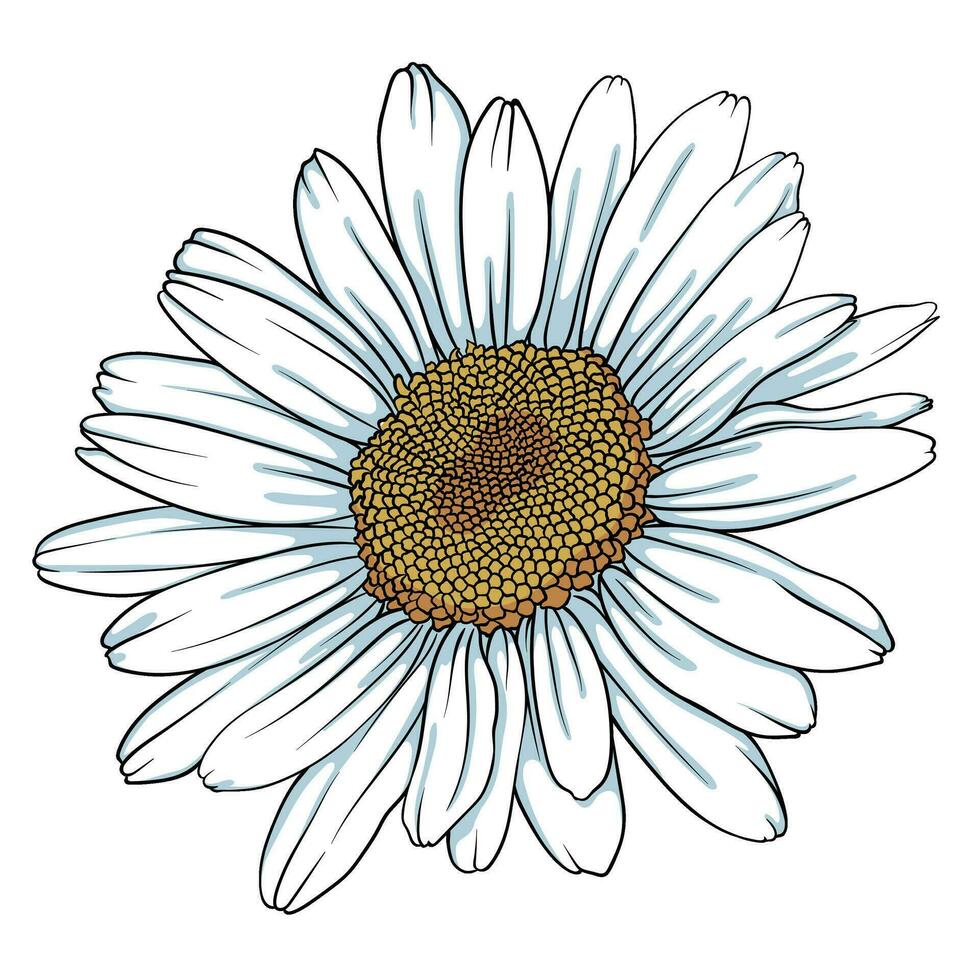 kamille bloem, chrysant en madeliefje. schetsen voor uw ontwerp. vector illustratie