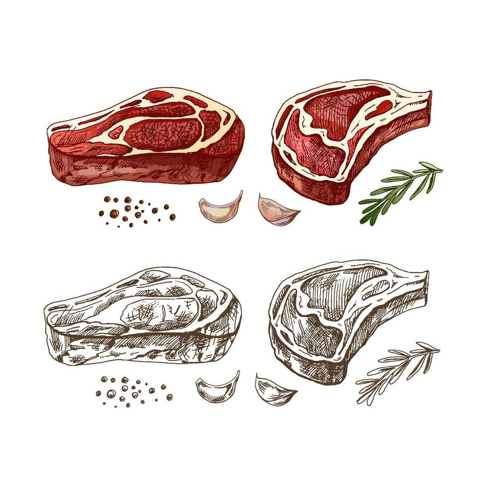 biologisch voedsel. hand- getrokken gekleurde vector schetsen van rundvlees steak, stuk van vlees met rozemarijn, knoflook en peperkorrels. wijnoogst illustratie. decoraties voor de menu. gegraveerde afbeelding.