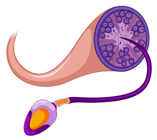 Sperma op witte achtergrond vector