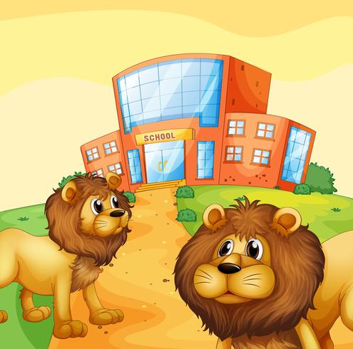 Twee wilde leeuwen voor een schoolgebouw vector