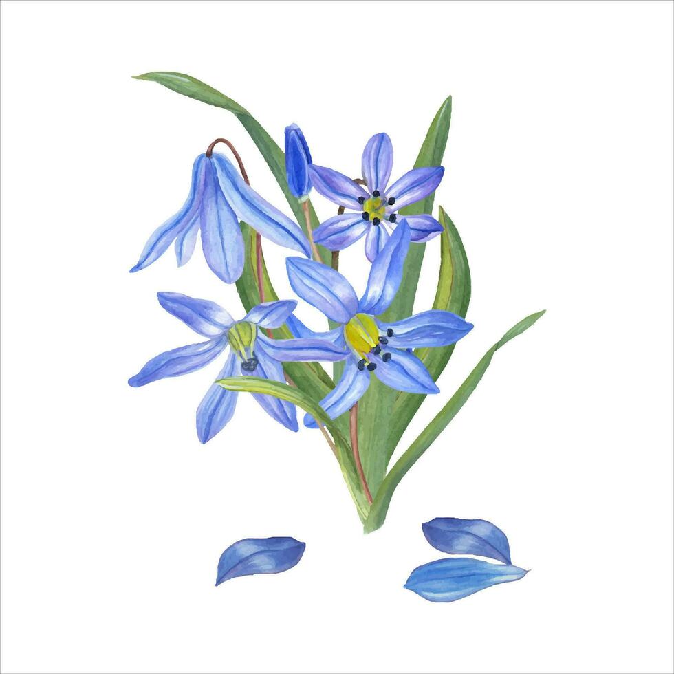 waterverf boeket van scilla's, bladeren. blauw bloemen, bloemblad. voorjaar illustratie vector